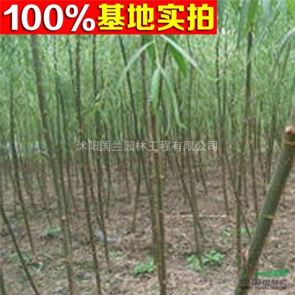 供应大叶柳,大叶柳小苗,大叶柳工程苗