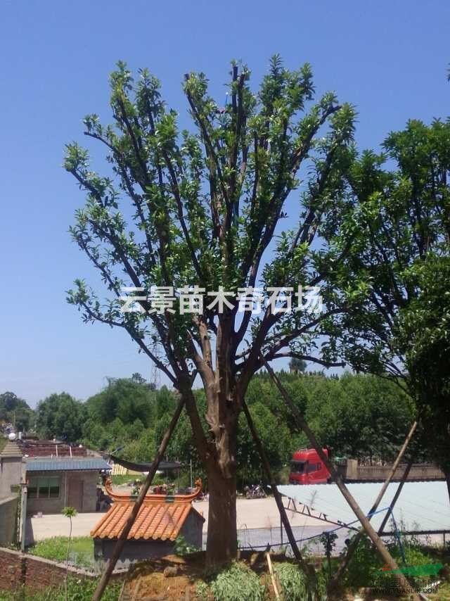 经典精品高杆柚子树