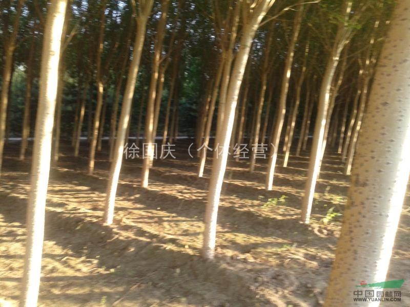 黑龙江省大庆供应,杨树,青皮