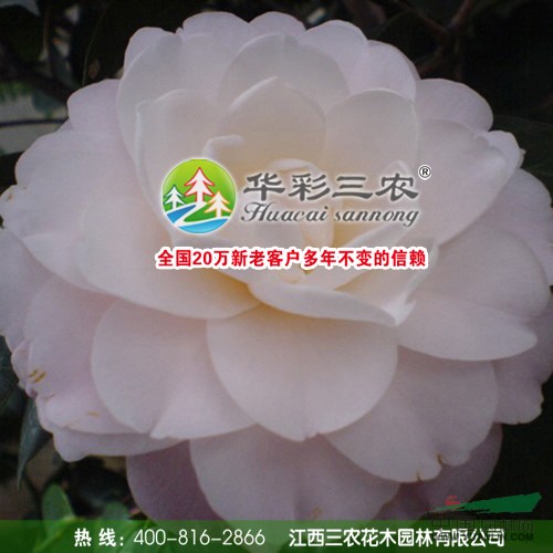 童子面茶花 江西茶花苗 茶花扦插苗 最名贵的云南山茶品种之一