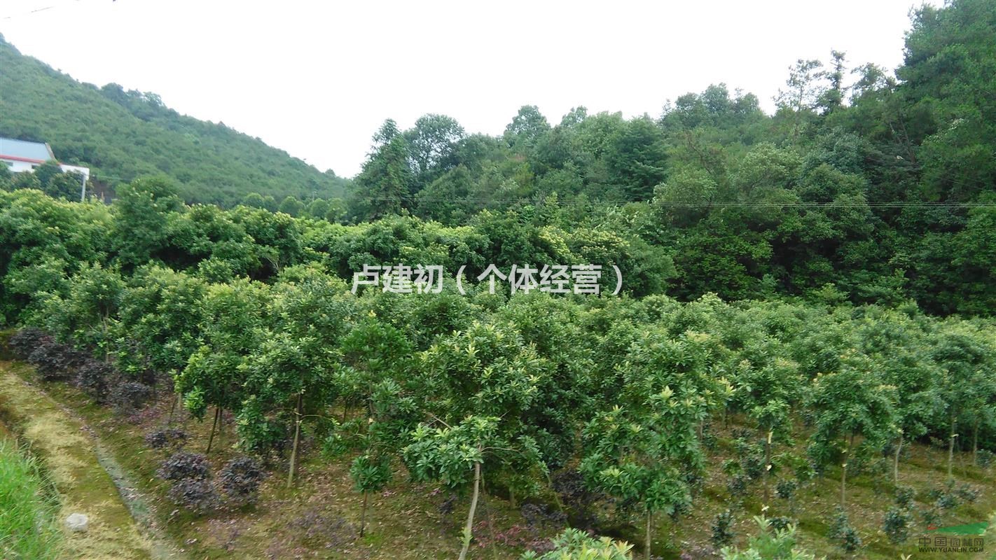 2015年湖南杨梅树苗基地,优质杨梅树出售,杨梅树批发,杨梅树价格,想要了解和购买*优质的杨梅树苗,*便宜的杨梅树苗,*放心的杨梅小苗,欢迎来电联系卢老板,多种规格的杨梅树,自产自销,经营面积近100亩,目前在浏阳西乡属于*大的杨梅种植苗圃。供应产品有杨梅树,杨梅小苗,早中晚熟杨梅树(乌梅),白杨梅树,嫁接东魁杨梅树等,品种多,规格齐全,欢迎咨询合作! 杨梅属于杨梅科杨梅属小乔木或灌木植物,又称圣生梅、白蒂梅、树梅具有很高的药用和食用价值,在中国华东和湖南、广东、广西、贵州等地区均有分布。杨梅原产中国浙江