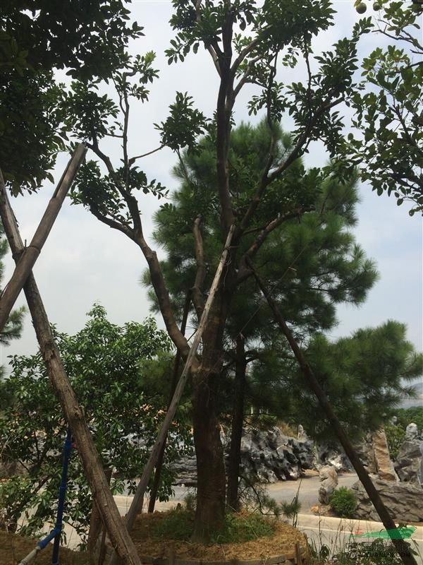 广东英德经典精品香柚树（香泡树）