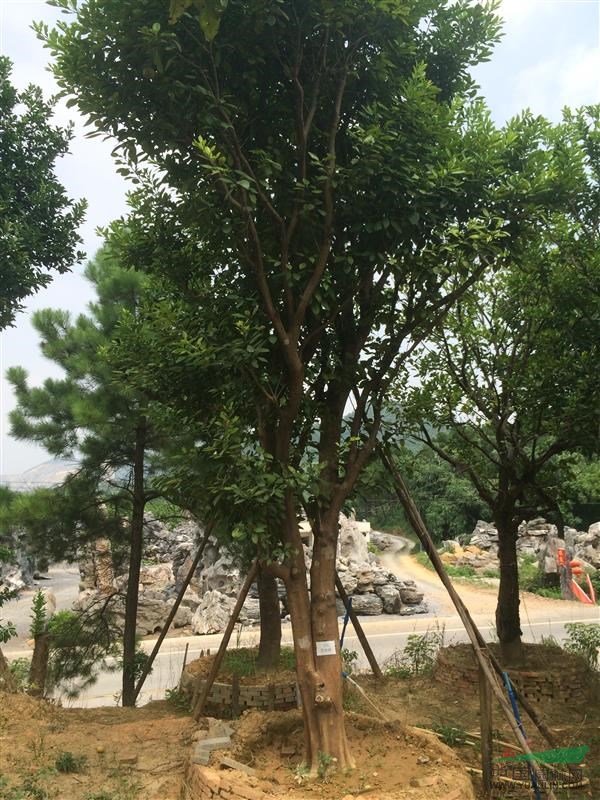 广东英德经典精品香柚树（香泡树）