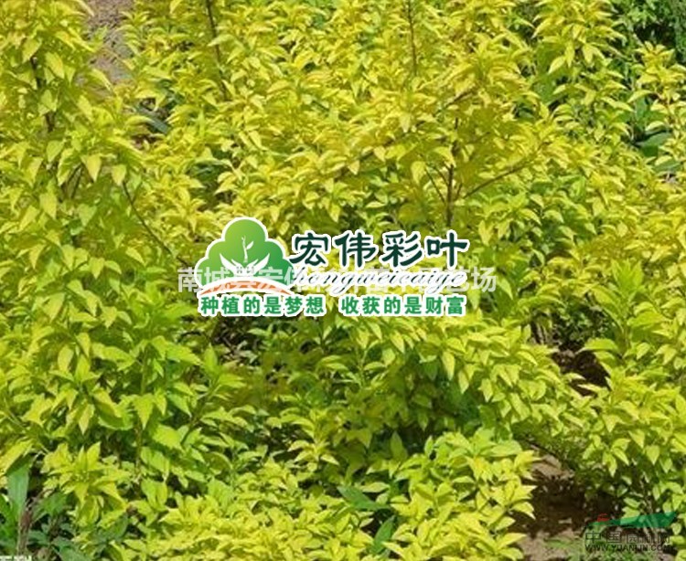 金叶连翘
