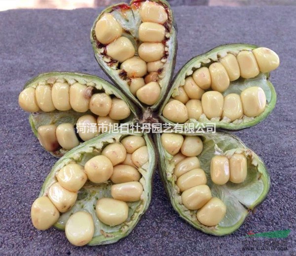 v种苗开关的油用种苗牡丹,油用牡丹籽及各种花自动门无线手押结籽图片