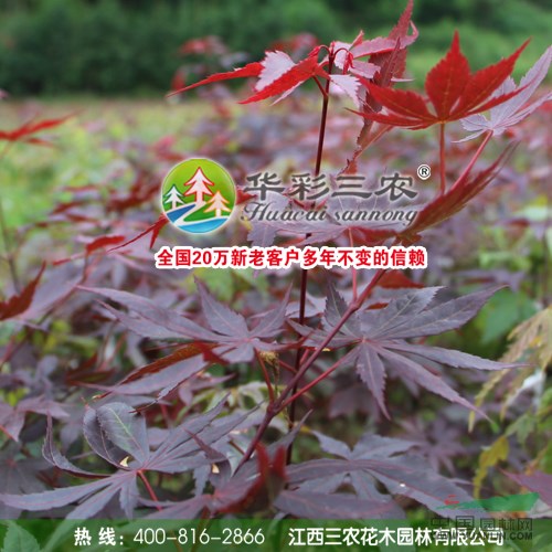 【日本红枫树种植方法】