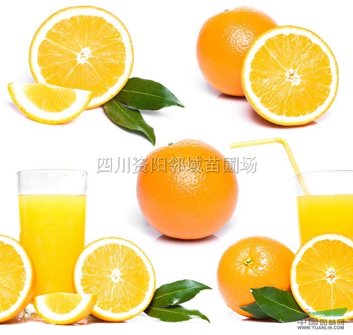 优质香橙嫁接苗【资阳昆仑香橙苗】_优质香橙