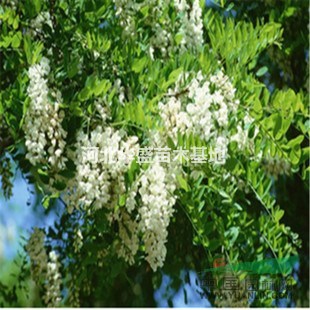 刺槐树 刺槐树价格 刺槐树产地