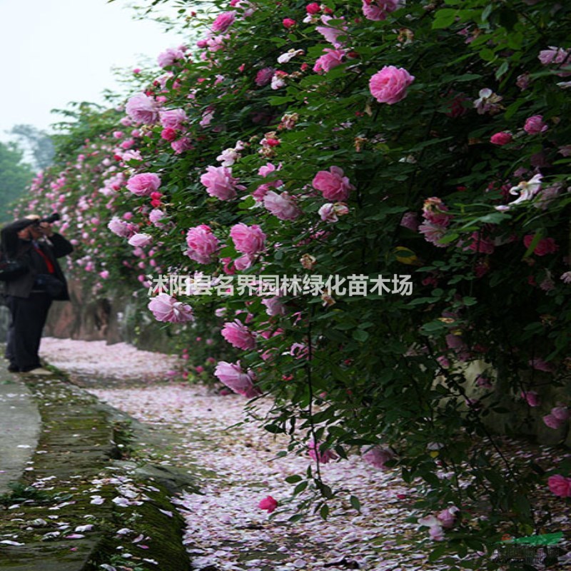 蔷薇苗 无刺多花蔷薇花苗 爬藤盆栽植物 220天循环开花苗