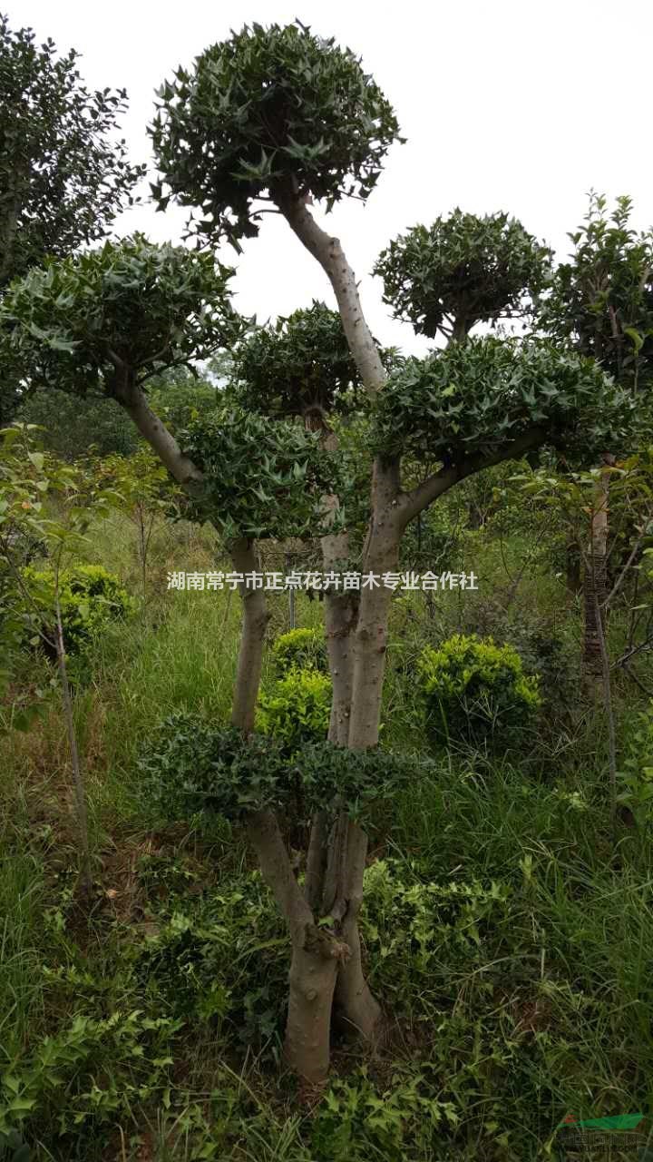 湖南造型无刺构骨,湖南枸骨树,罗汉松,金丝楠木