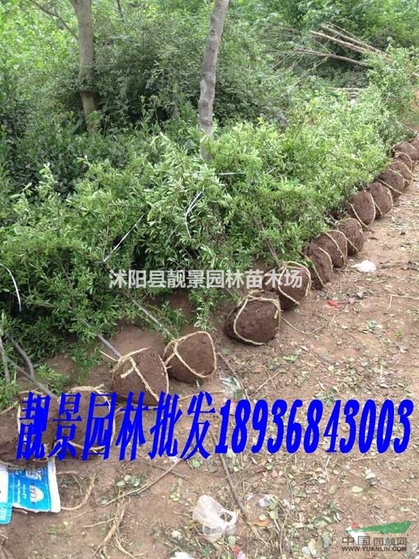 江苏沭阳供应火棘苗30-120公分火棘球50-120冠幅价格