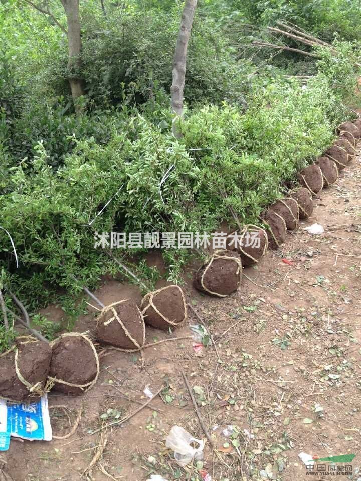 江苏沭阳供应火棘苗30-120公分火棘球50-120冠幅价格