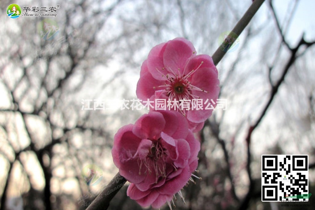 报  价$9 - 480 所 在 地江苏沭阳 浏览次数463 品  种朱砂梅 高  度