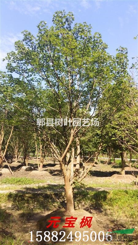 元宝枫 四川元宝枫种植基地 丛生低分枝元宝枫 熟货 精品