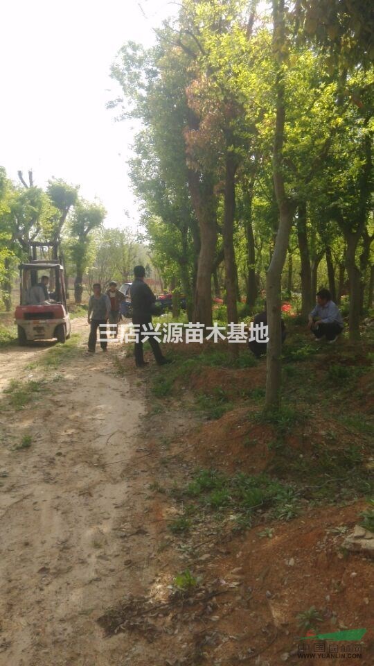 优质朴树、三角枫、刺冬青、榔榆、香樟