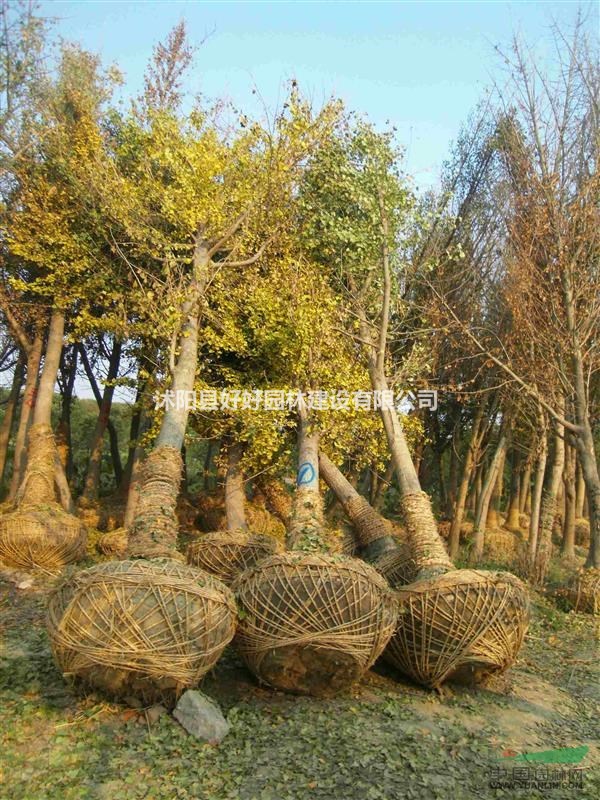 供应木瓜海棠、直升柳、云南黄馨、紫荆、紫鹃、棕榈、银杏、刺柏