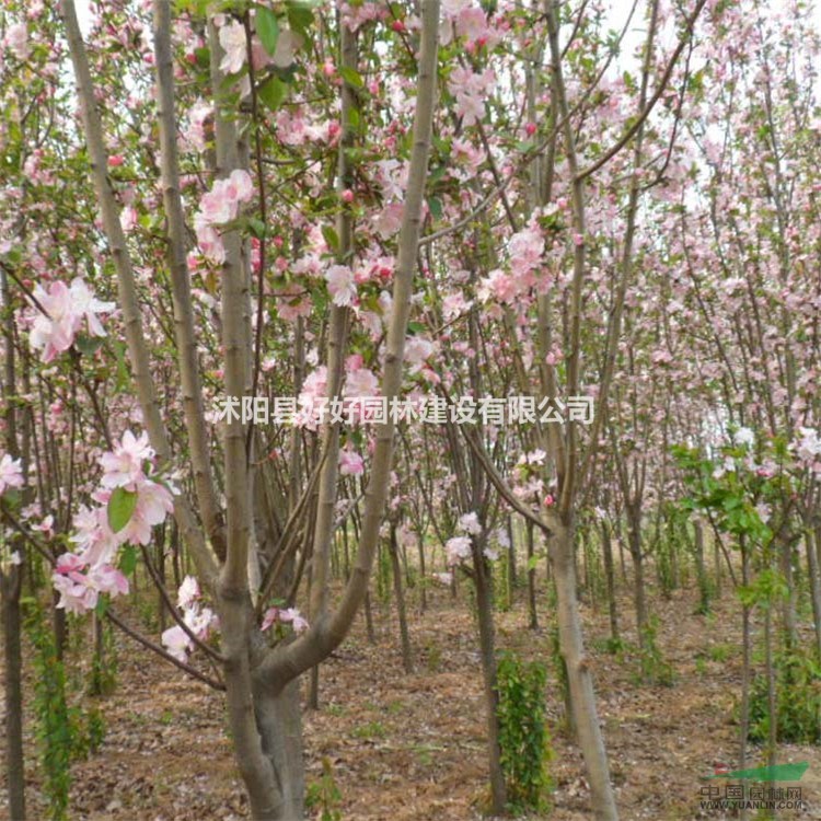 供应木瓜海棠、直升柳、云南黄馨、紫荆、紫鹃、棕榈、银杏、刺柏