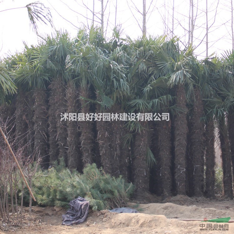 供应木瓜海棠、直升柳、云南黄馨、紫荆、紫鹃、棕榈、银杏、刺柏