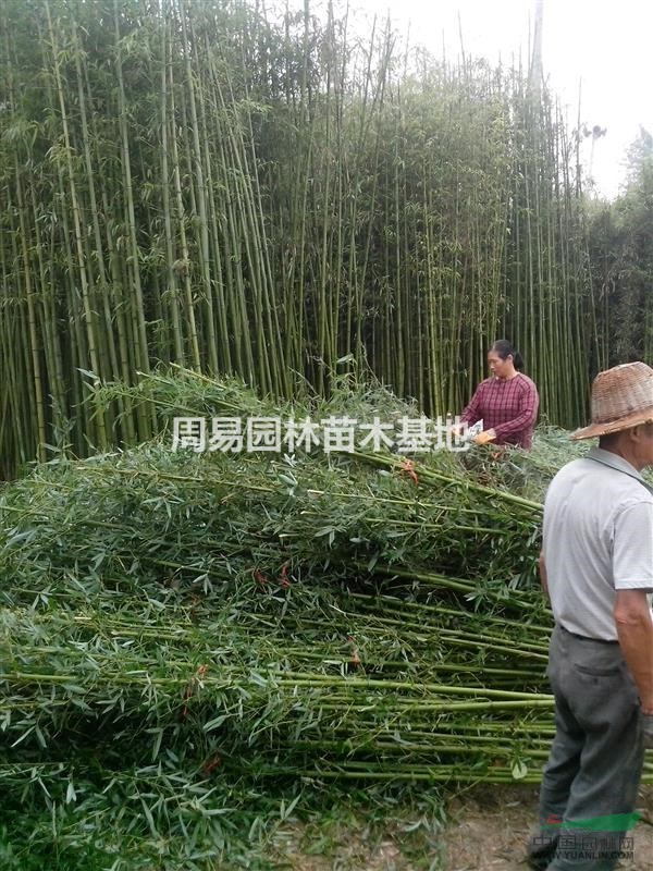 出售竹子,刚竹.竹林毛竹.