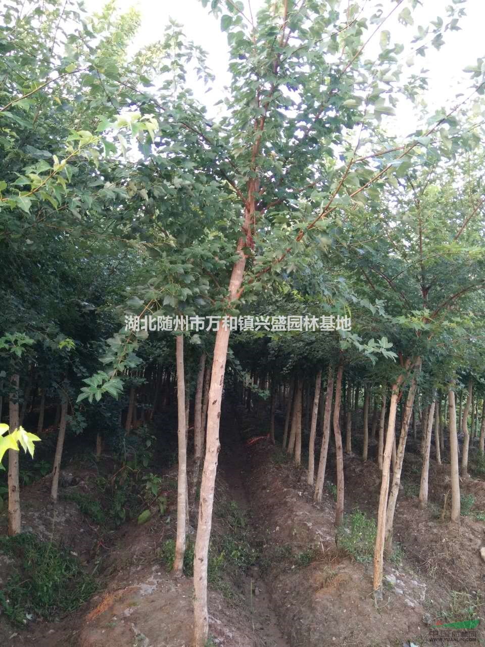 湖北大量供應6-20公分五角楓，五角楓批發價格