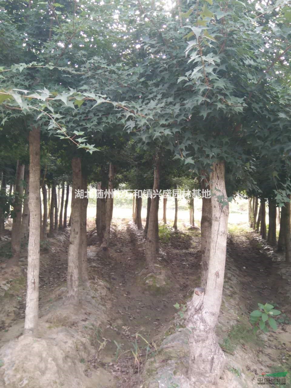 湖北大量供應6-20公分五角楓，五角楓批發價格