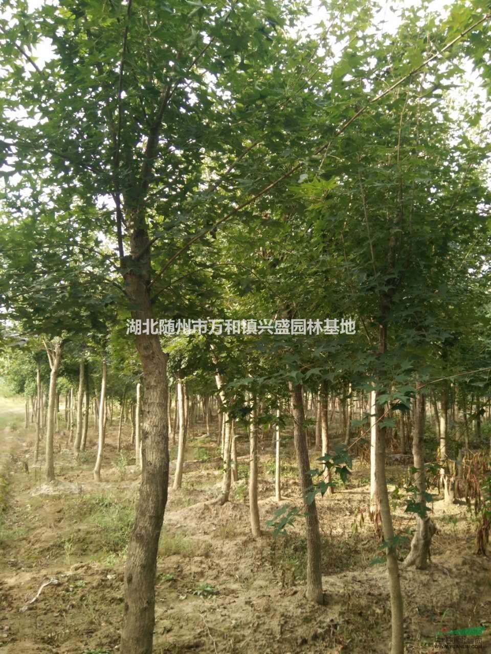 湖北五角枫基地在哪里？便宜五角枫批发价钱是多少？