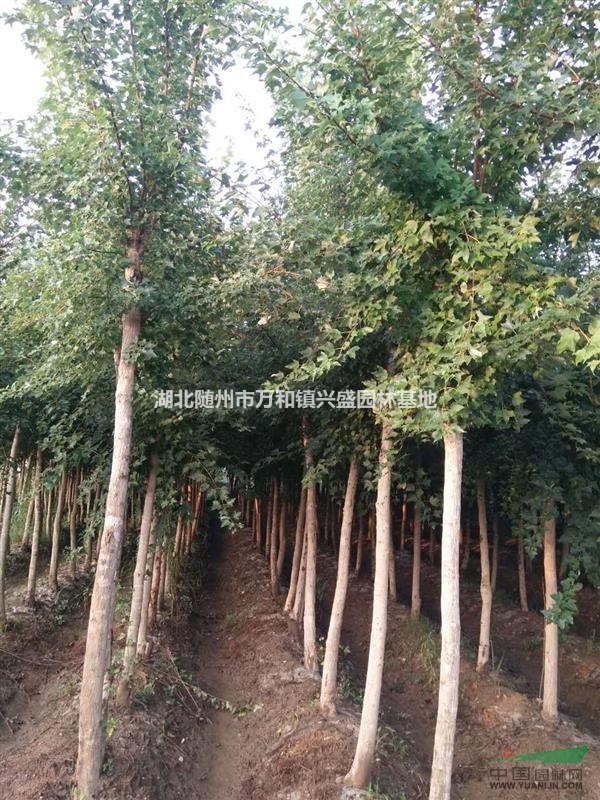 湖北五角枫基地在哪里？便宜五角枫批发价钱是多少？
