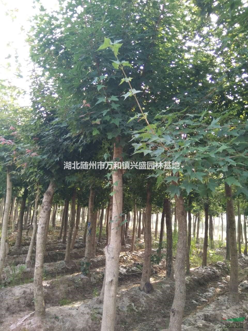5公分五角楓價格，湖北五角楓樹苗批發價格