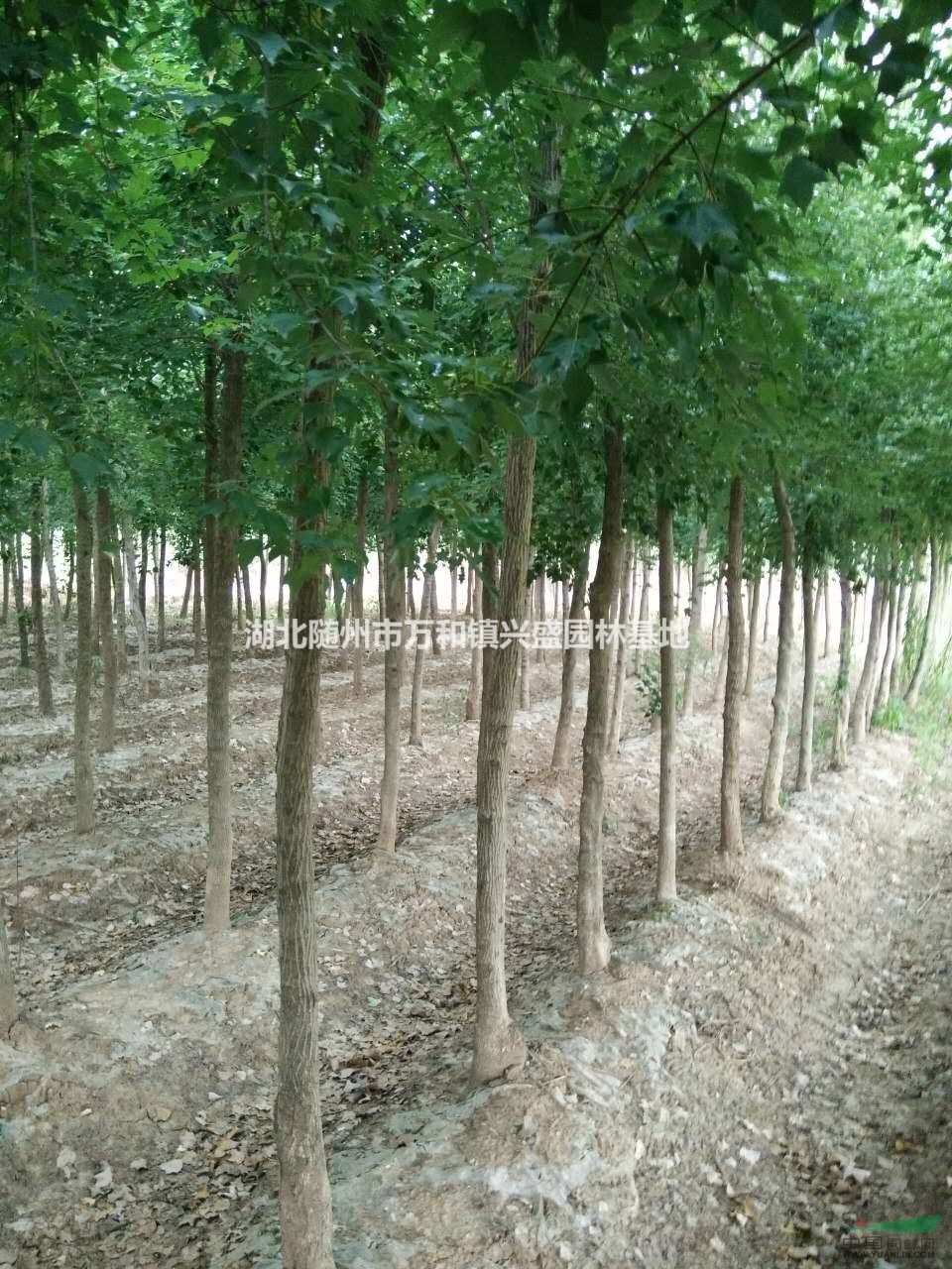 10公分五角楓批發價格，好的五角楓樹苗哪里有？