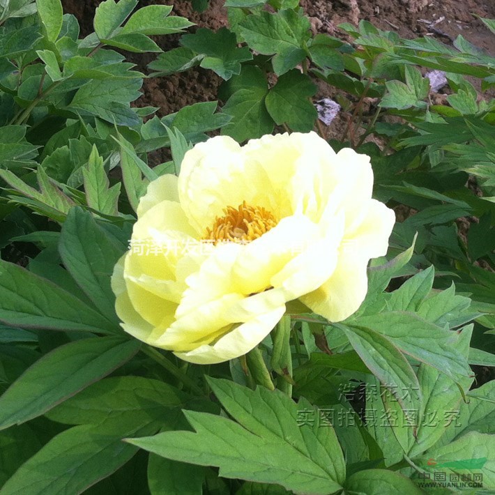 【热售中】【海黄】菏泽牡丹苗 黄色极品 国花牡丹 厂家直销