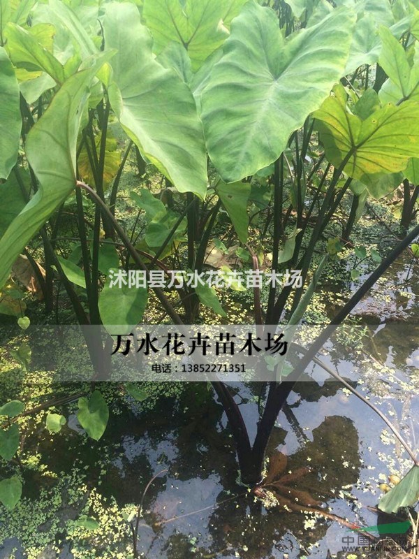 紫芋头苗水芋头池塘种植苗河道净化绿化湿地种植水体修复可盆栽