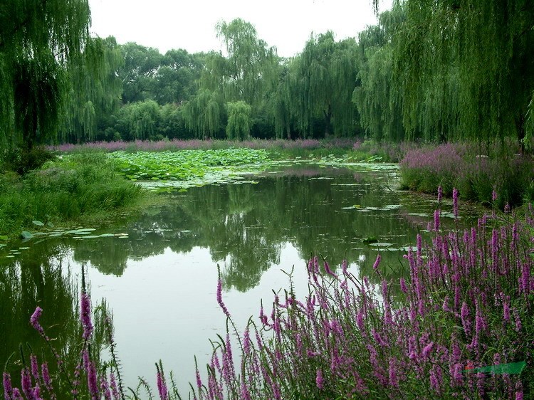 千屈菜苗 水枝柳 水柳 对叶莲 水生植物 澳门龙虎斗游戏池塘 湿地造景