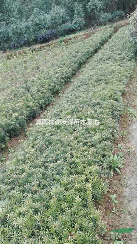 供应罗汉松-湖南罗汉松-怎样提高罗汉松种植成活率-异型罗汉松