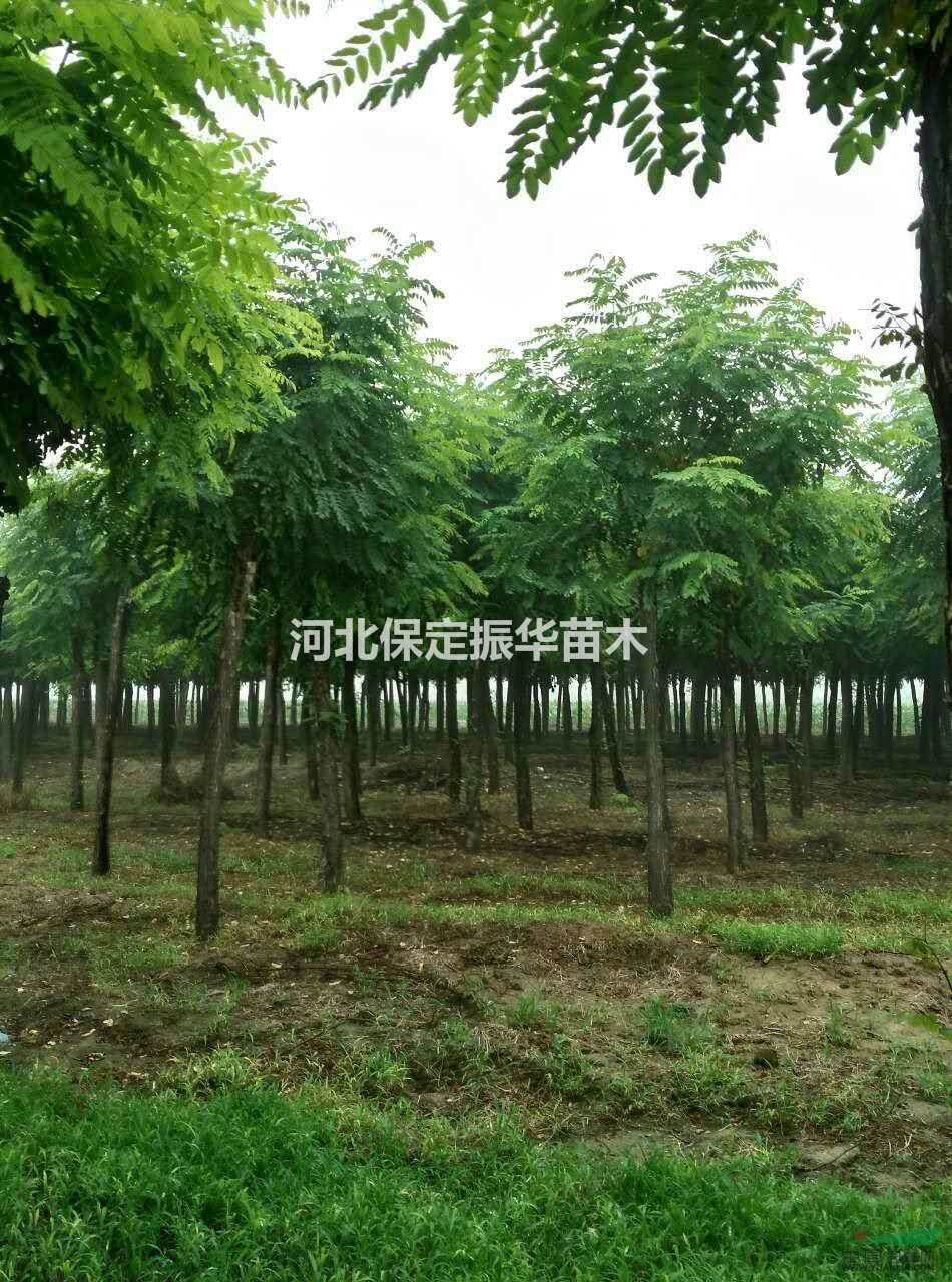 红花槐,龙爪槐,楸树,构树 花卉经营各类苗木