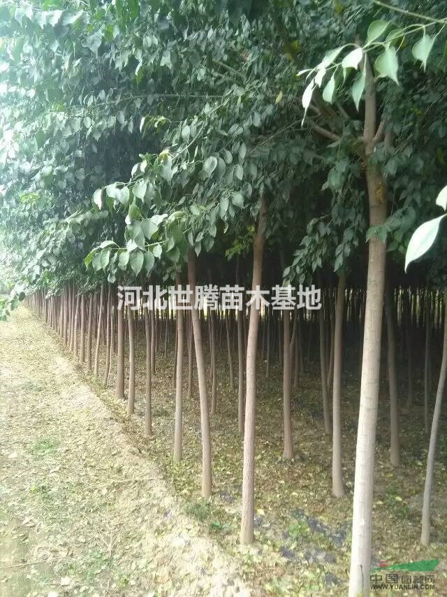 ˿ľ ӱ˿ľ