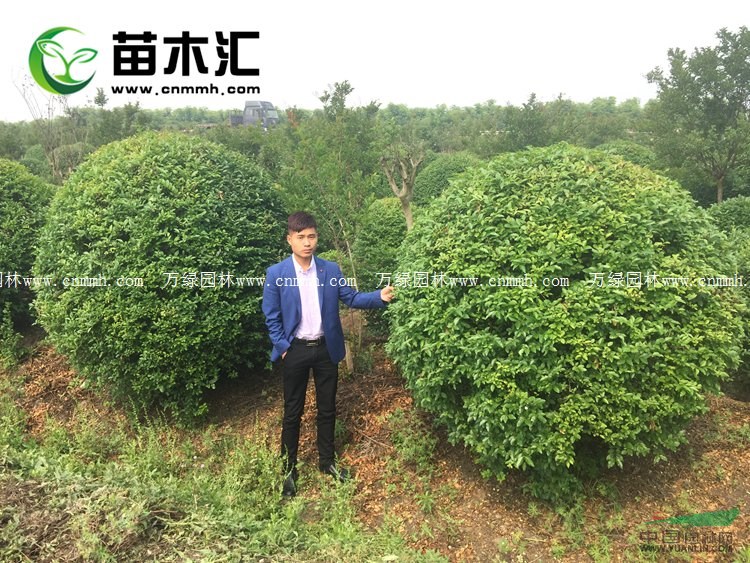 万水蜡球价格_水蜡球图片_水蜡球产地_水蜡球绿化苗木苗圃基地