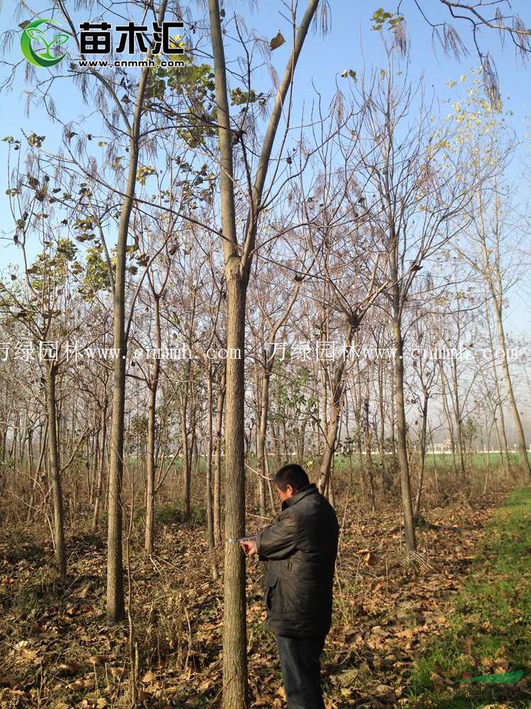 楸树价格_楸树图片_楸树产地_楸树绿化苗木苗圃基地