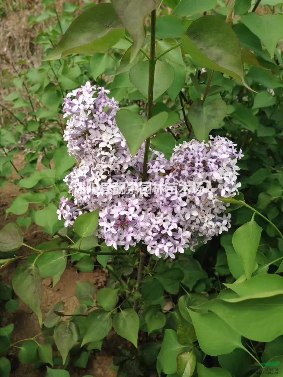 丁香花药用种植苗,丁香种子批发,丁香80公分高苗