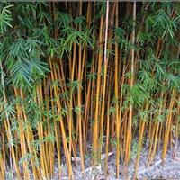 四川祥海园林竹类基地常年供应小琴丝竹,花慈