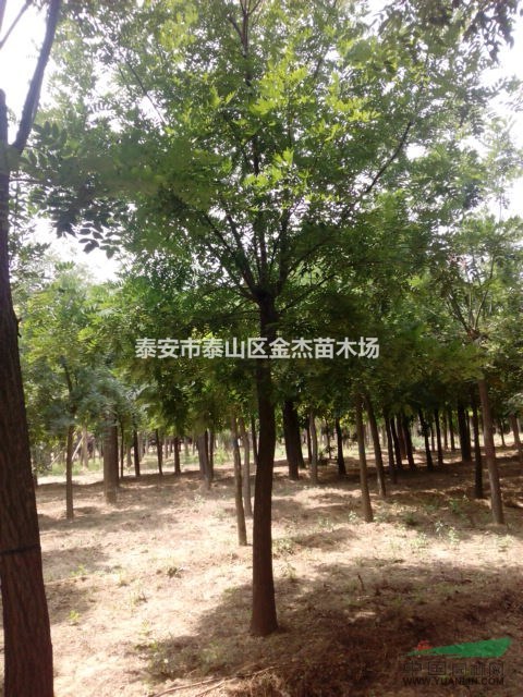 供应国槐,速生法桐,悬铃木,白蜡,西府海棠,垂丝海棠