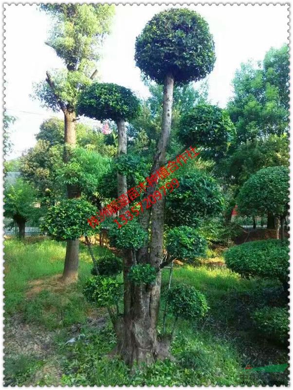直供造型椤木石楠,湖南椤木石楠,精品造型石楠,移栽石楠