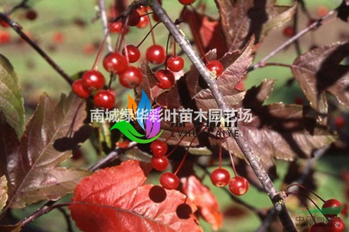 皇家雨点海棠 室内盆栽海棠花 皇家雨点海棠盆栽 皇家