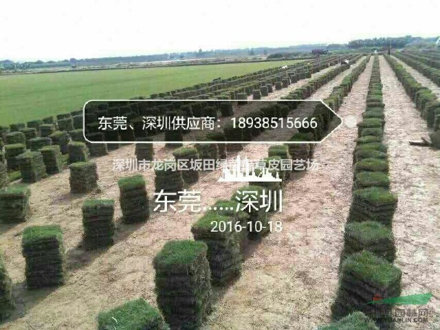 草皮新闻:广东草皮,东莞/深圳草皮批发网,【绿茵缘】草皮基地