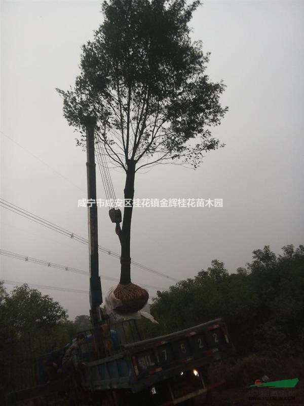 湖北咸寧長期供應大小規格香樟樹