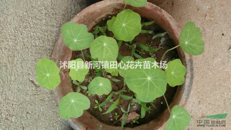 旱荷花 照片 江苏 苗圃 直销 价格 低价批发