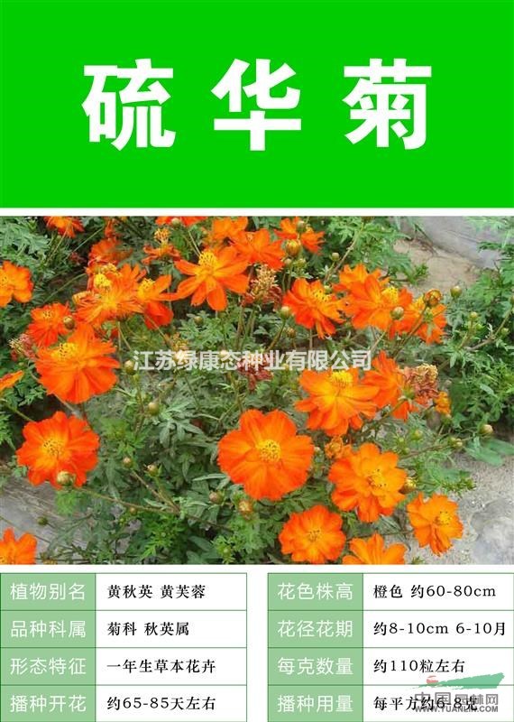 【硫华菊种子】大量种子出售批发 价格低质量高 出芽率95%