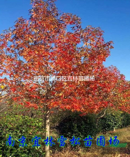 枫香价格|南京枫香价格|红叶枫香价格|三角枫价格
