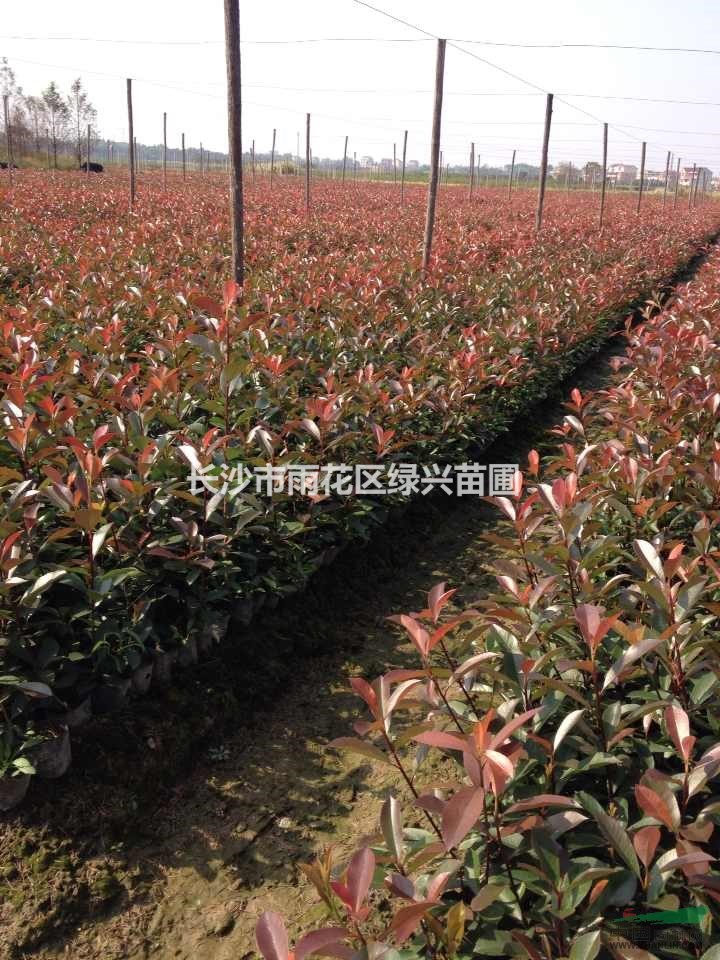 4 所 在 地江苏沭阳 浏览次数410 品  种红叶石楠 高  度30公分 几 年