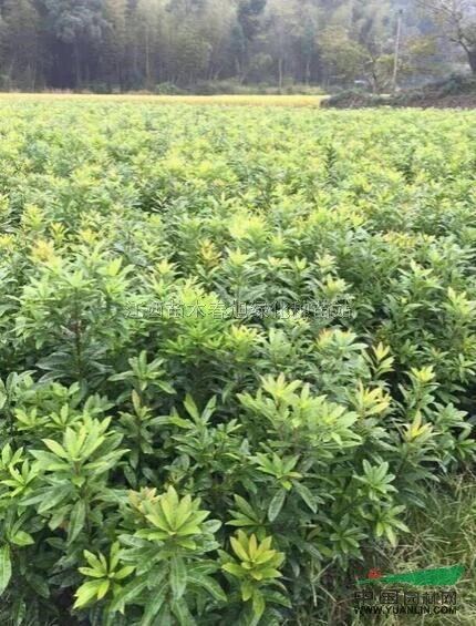 杨梅小苗供应/杨梅小苗图片