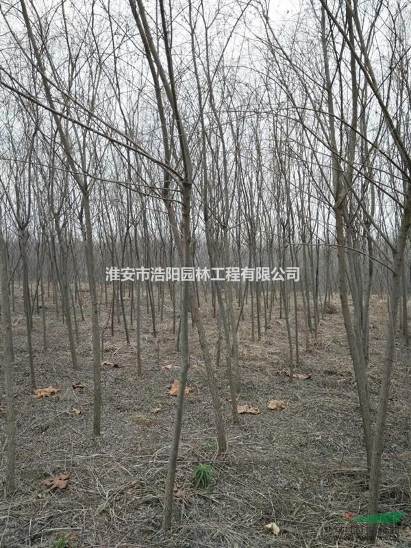 江苏徐州苗木基地,11万株柳树,现处理价!